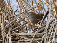 Cetti's Warbler