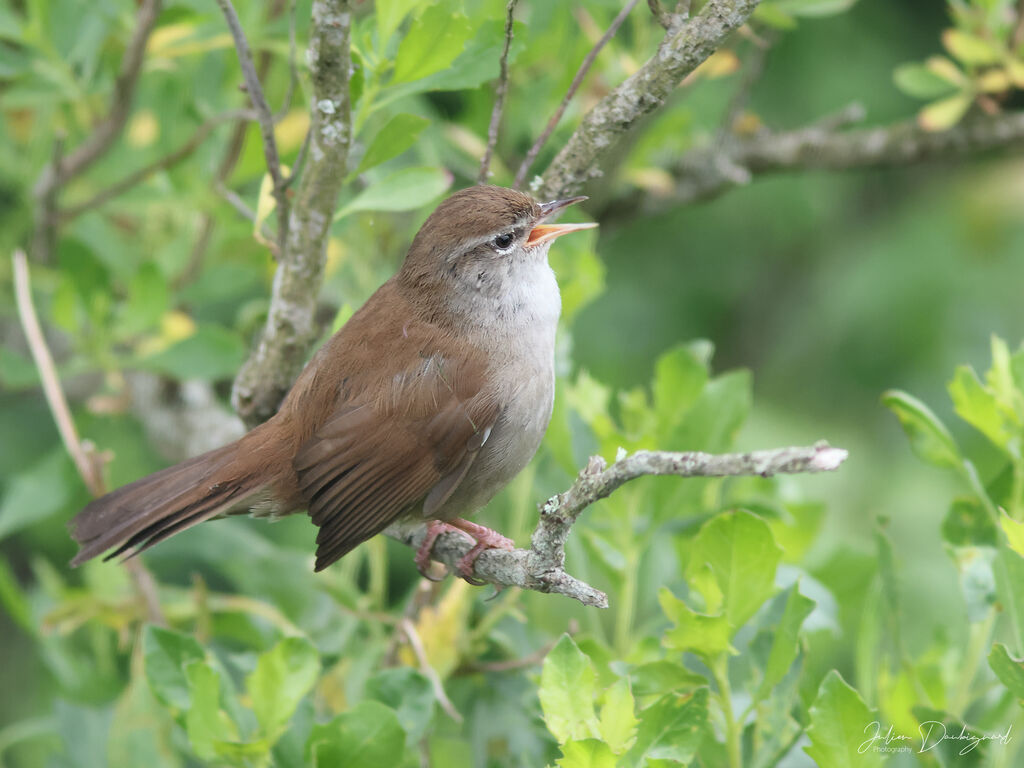 Bouscarle de Cetti mâle adulte, identification