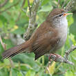 Bouscarle de Cetti