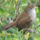 Bouscarle de Cetti
