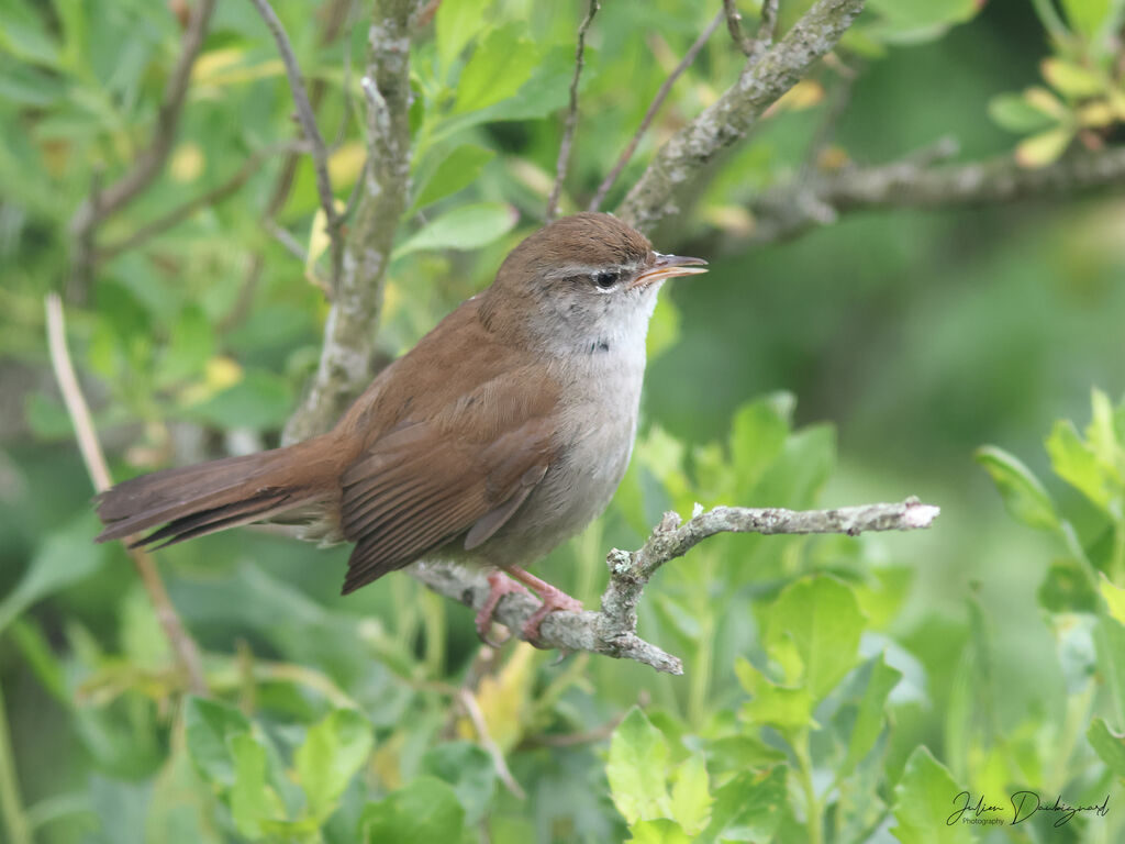 Bouscarle de Cetti, identification