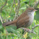 Bouscarle de Cetti