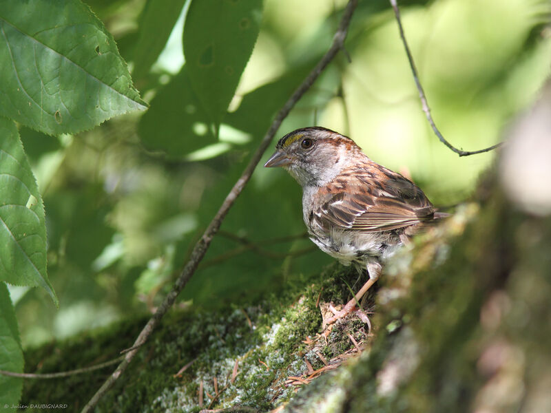 White-throated Sparrow female, identification