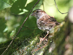 White-throated Sparrow