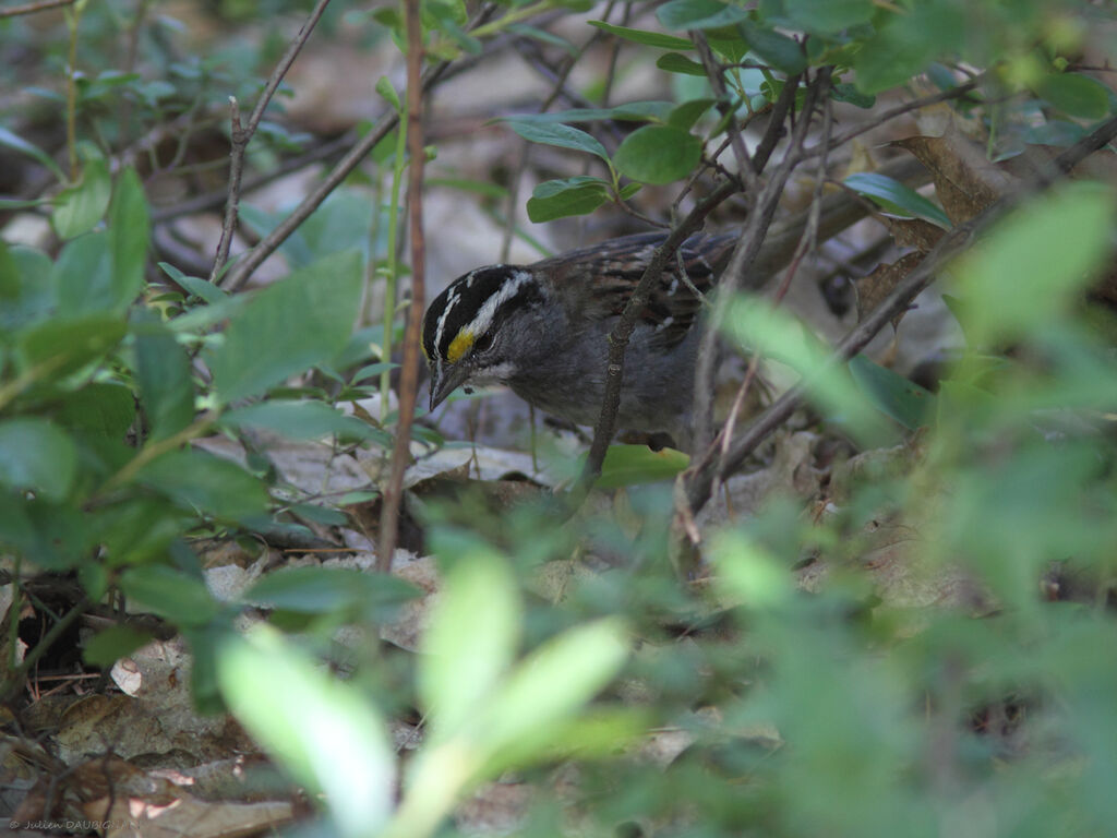 White-throated Sparrow male, identification