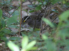 White-throated Sparrow