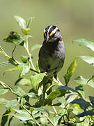 White-throated Sparrow