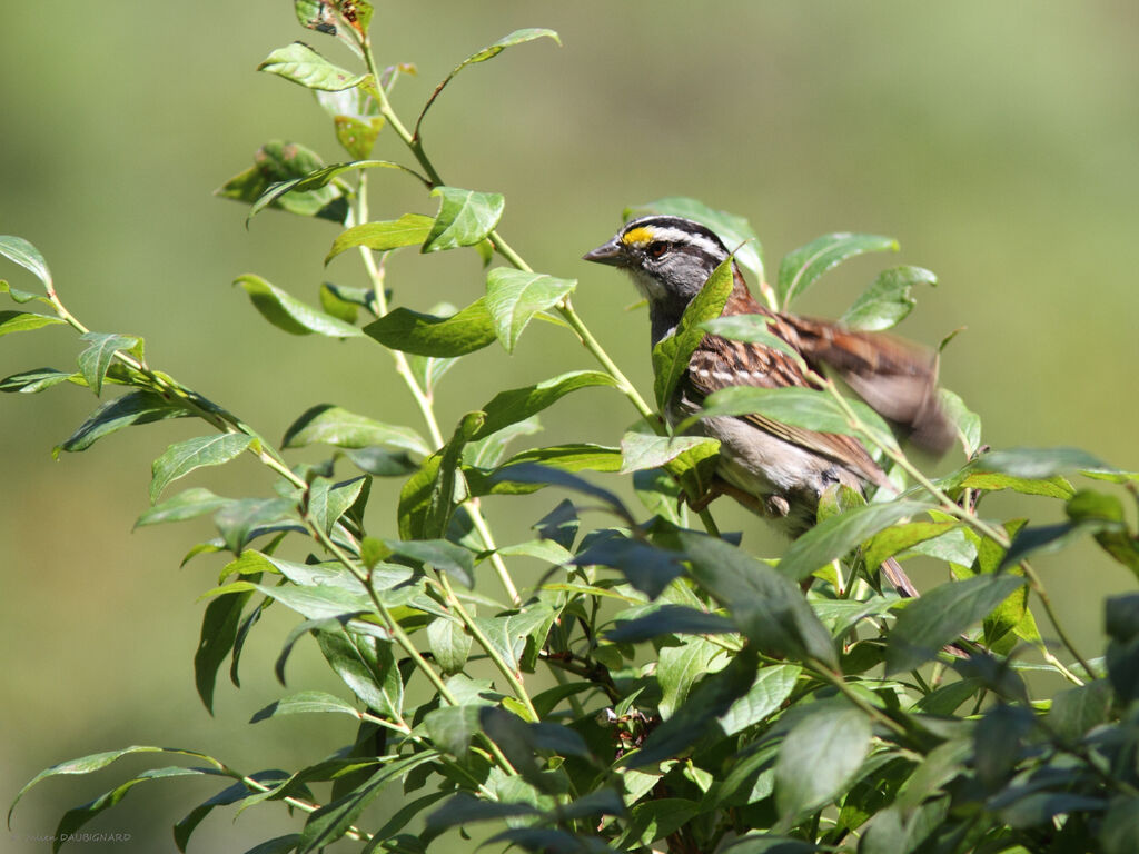 White-throated Sparrow male, identification