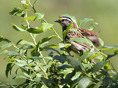 White-throated Sparrow