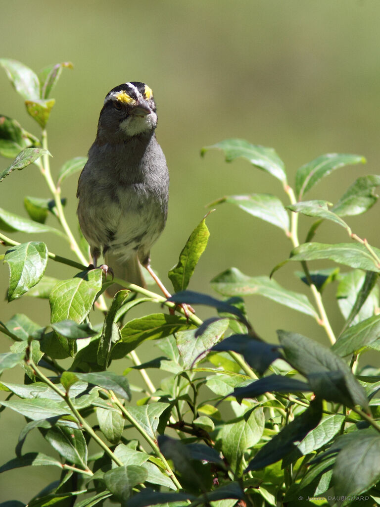 White-throated Sparrow male, identification