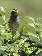 White-throated Sparrow