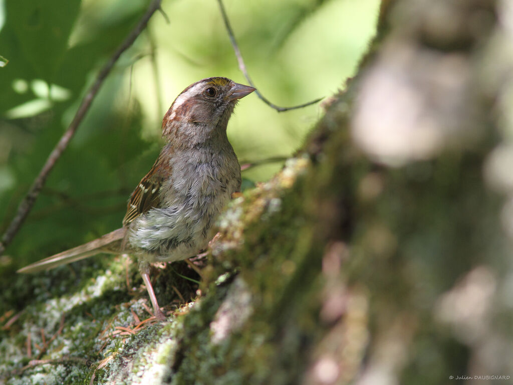 White-throated Sparrow female, identification