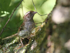 White-throated Sparrow