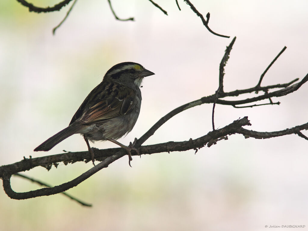 White-throated Sparrow male, identification