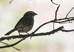 White-throated Sparrow