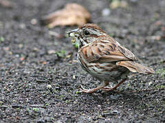 Song Sparrow