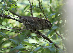 Song Sparrow