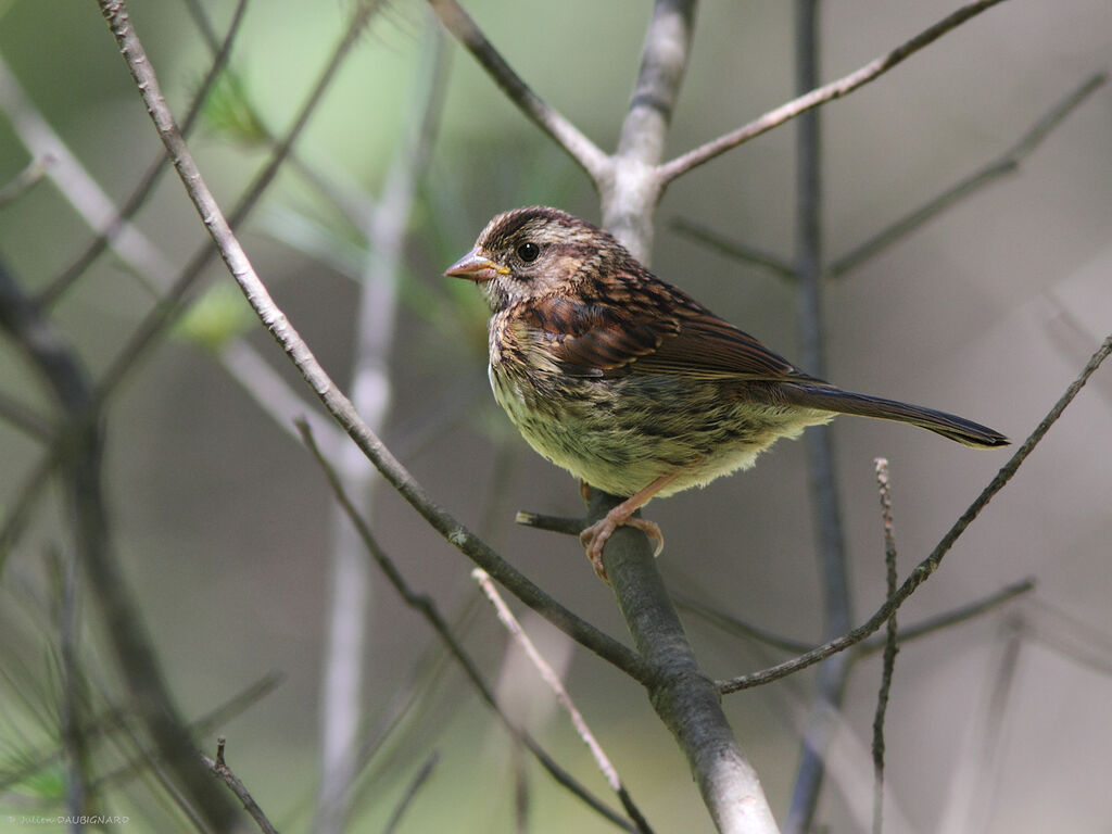 Bruant chanteurjuvénile, identification