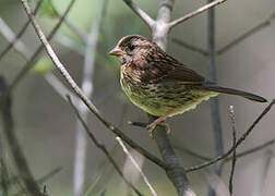 Song Sparrow