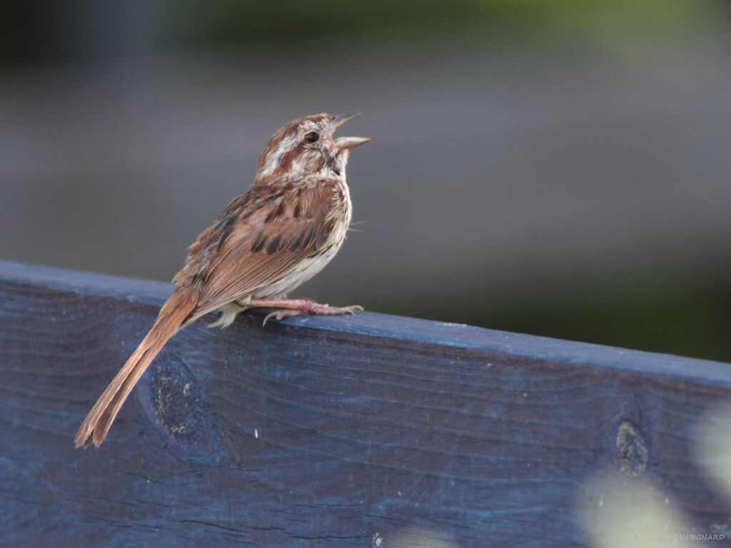 Bruant chanteur mâle adulte, identification