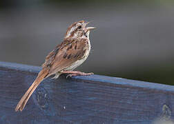 Song Sparrow