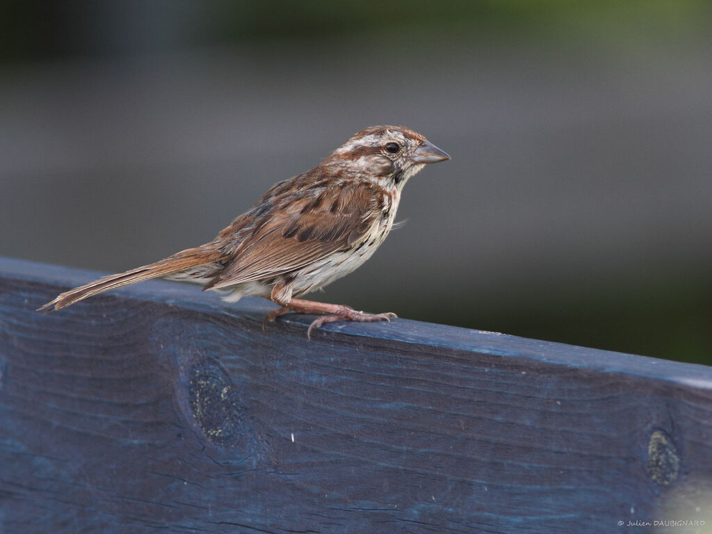 Bruant chanteur mâle adulte, identification