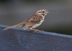 Song Sparrow