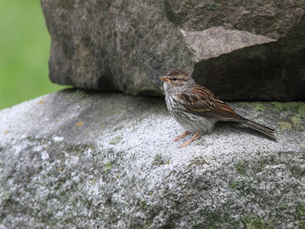 Song Sparrowimmature, identification