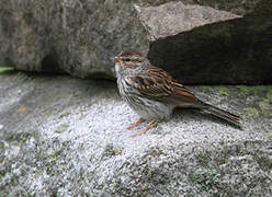 Song Sparrow