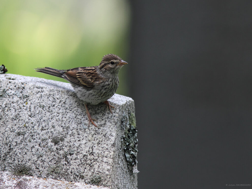 Song Sparrowimmature, identification