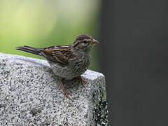 Song Sparrow