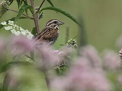 Song Sparrow