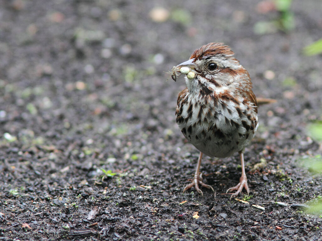 Song Sparrowadult, identification