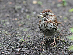 Song Sparrow