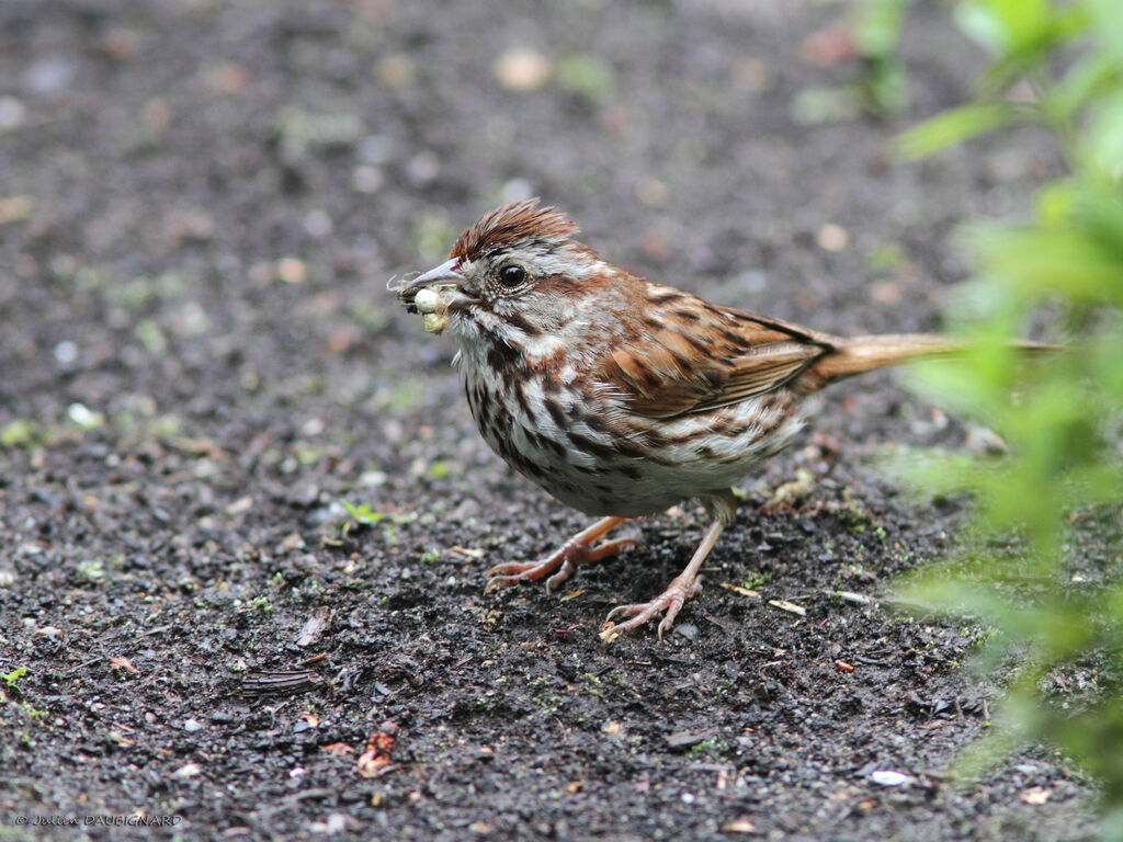 Bruant chanteuradulte, identification