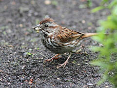 Song Sparrow