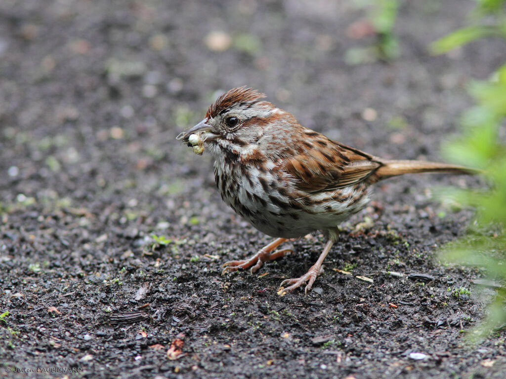 Bruant chanteuradulte, identification