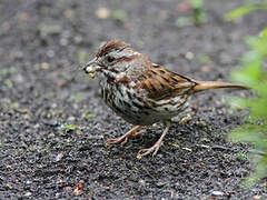 Song Sparrow