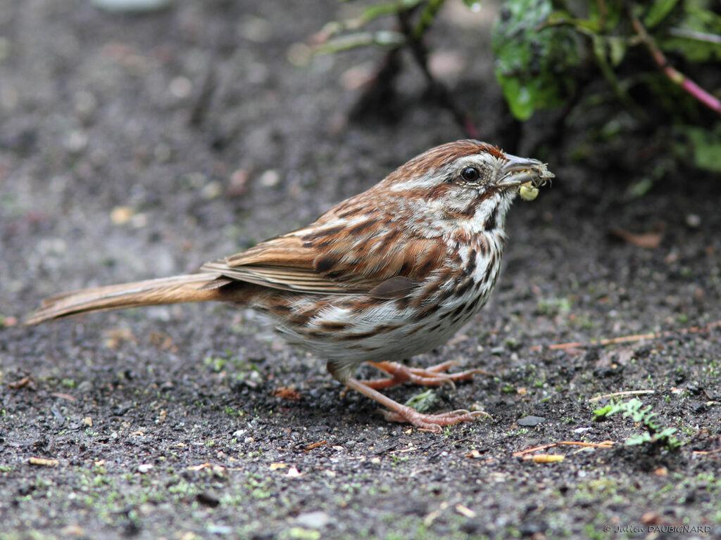 Bruant chanteuradulte, identification