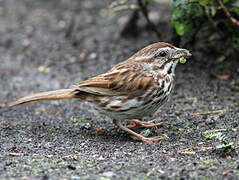 Song Sparrow