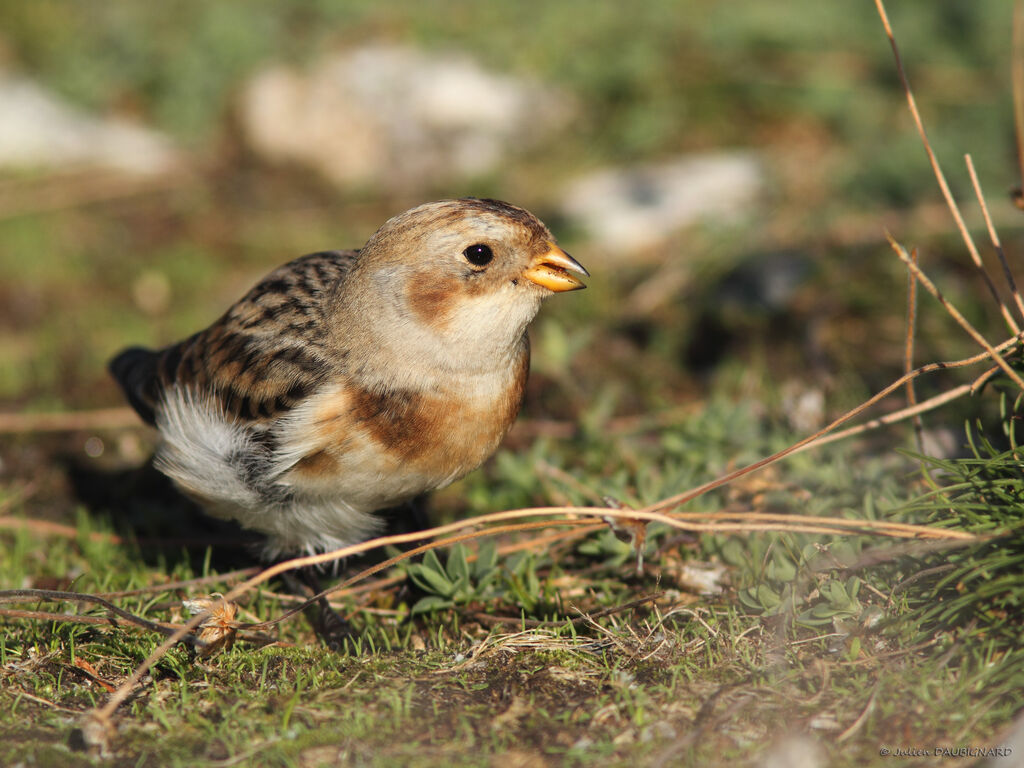 Snow Bunting, identification