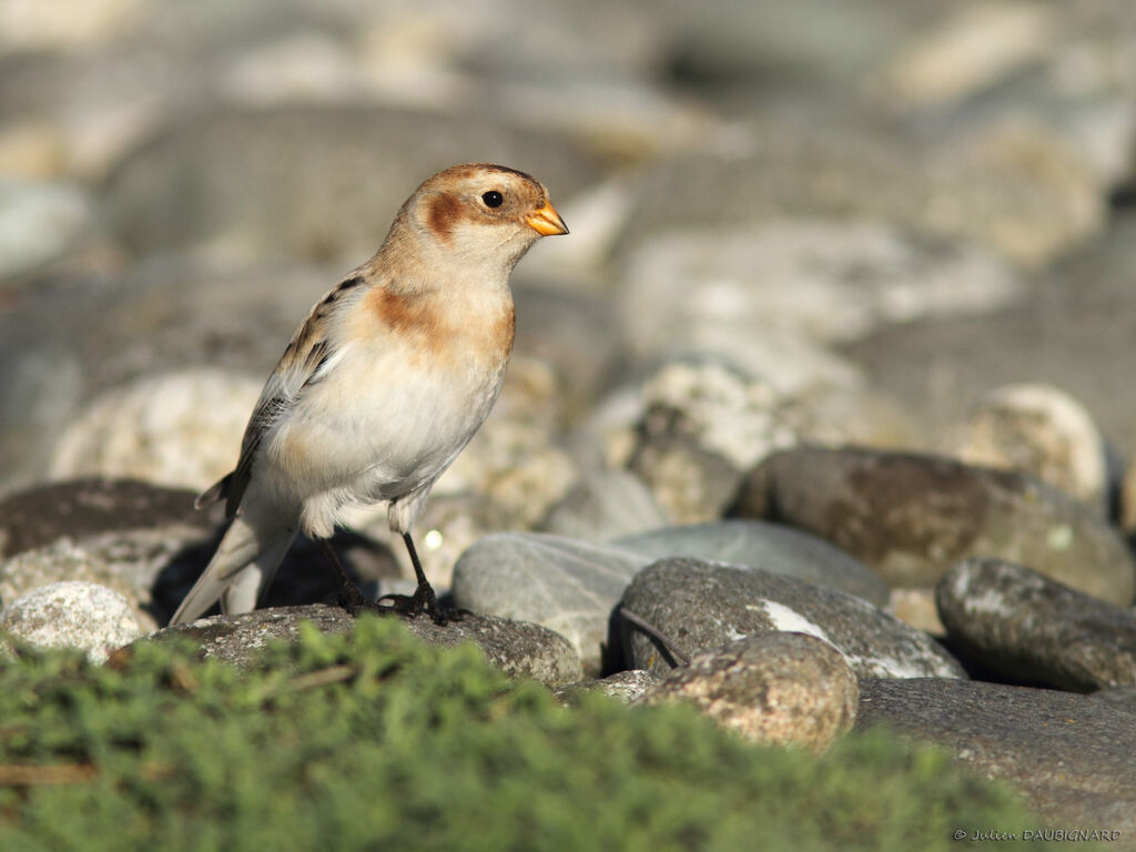 Bruant des neiges, identification