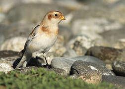 Snow Bunting