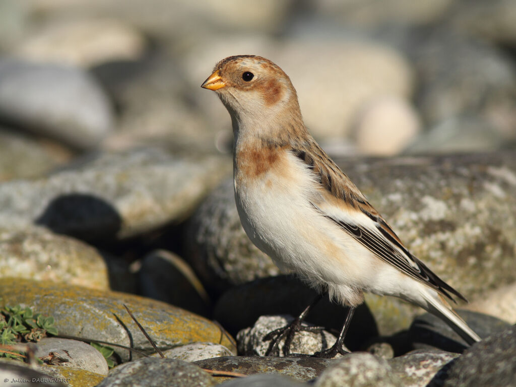 Bruant des neiges, identification