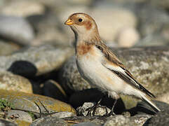 Snow Bunting