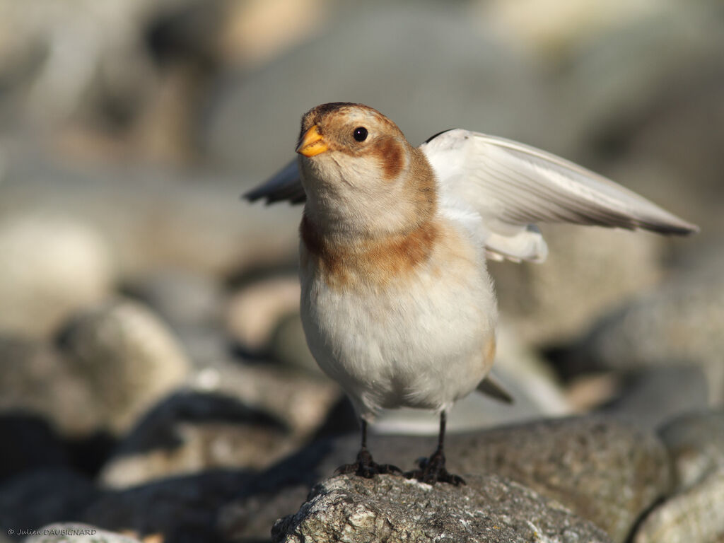 Snow Bunting, identification