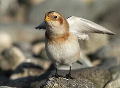 Snow Bunting