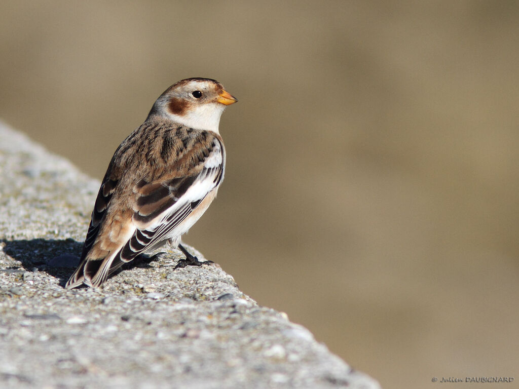 Bruant des neiges, identification