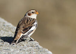 Snow Bunting