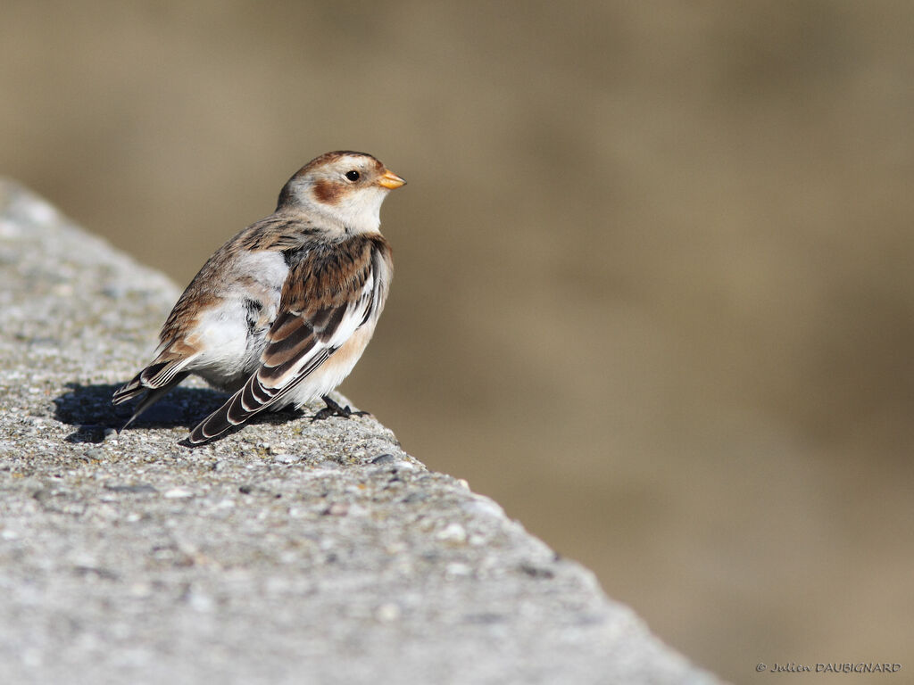 Bruant des neiges, identification